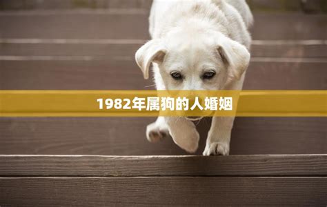 1982年属狗人的婚姻|1982年属狗女性的婚姻命运解析 命运与爱情的交织